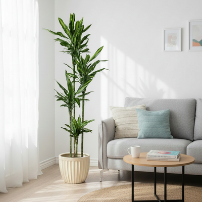 Dracaena cintho - 200cm