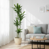 Dracaena cintho - 200cm Bild 2