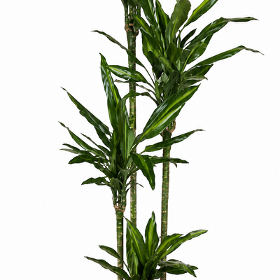 Dracaena cintho - 200cm