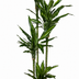 Dracaena cintho - 200cm Bild 1
