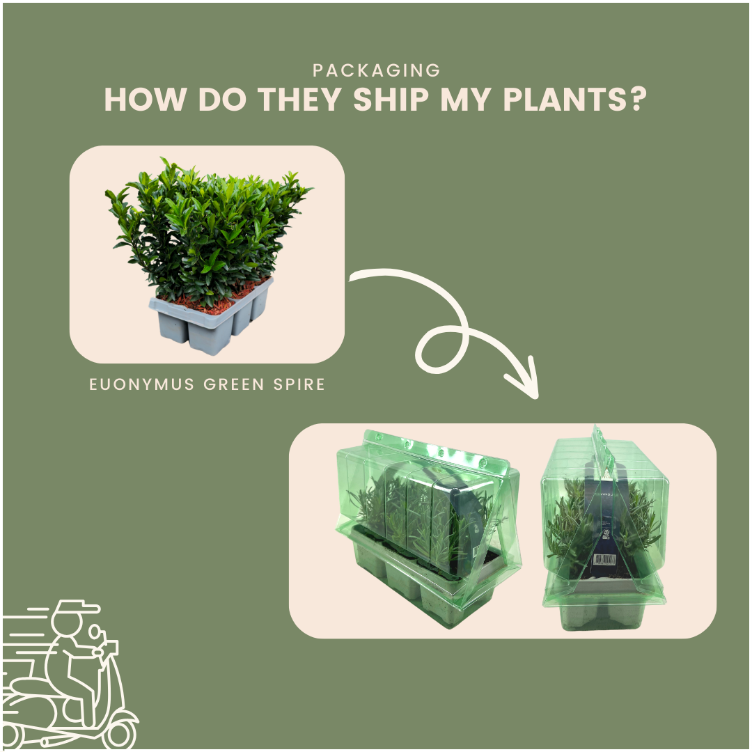 12x Euonymus 'Green Spire' Heckenpflanzen, Buchsbaum-Ersatz