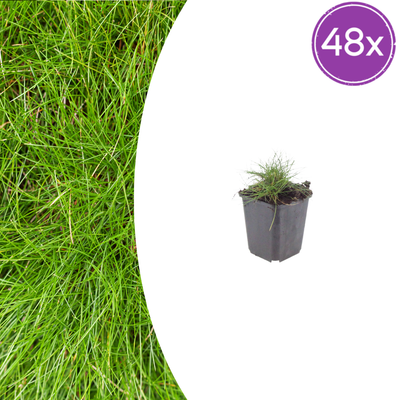 48x Zier-Schwingel 'Festuca gautieri', 10-25cm, 9cm Topf