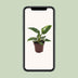 Philodendron White Princess - Topf Ø12cm, Höhe 25cm Bild 5