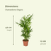Chamaedorea Elegans (Mexikanische Bergpalme), 2er Pack, Ø12cm Bild 2