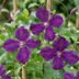 4x Clematis Viticella Polish Spirit - Waldrebe Polish Spirit - Lila - Kletterpflanze - Ø9cm - ↕35cm Bild 3