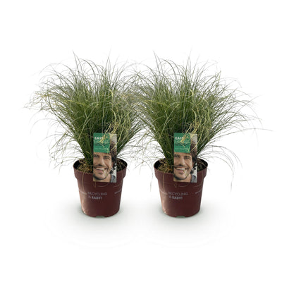 GreenboutiQ Carex comans Frosted Curls - 2 Ziergras-Pflanzen