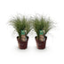 GreenboutiQ Carex comans Frosted Curls - 2 Ziergras-Pflanzen Bild 2