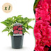 GreenboutiQ - Hortensie - Hydrangea macrophylla Rot - Blume Rot - 3 Pflanzen - 1 m2 - Laubabwerfend - Wenig Pflege - Topf 17cm Höhe 30cm Bild 11