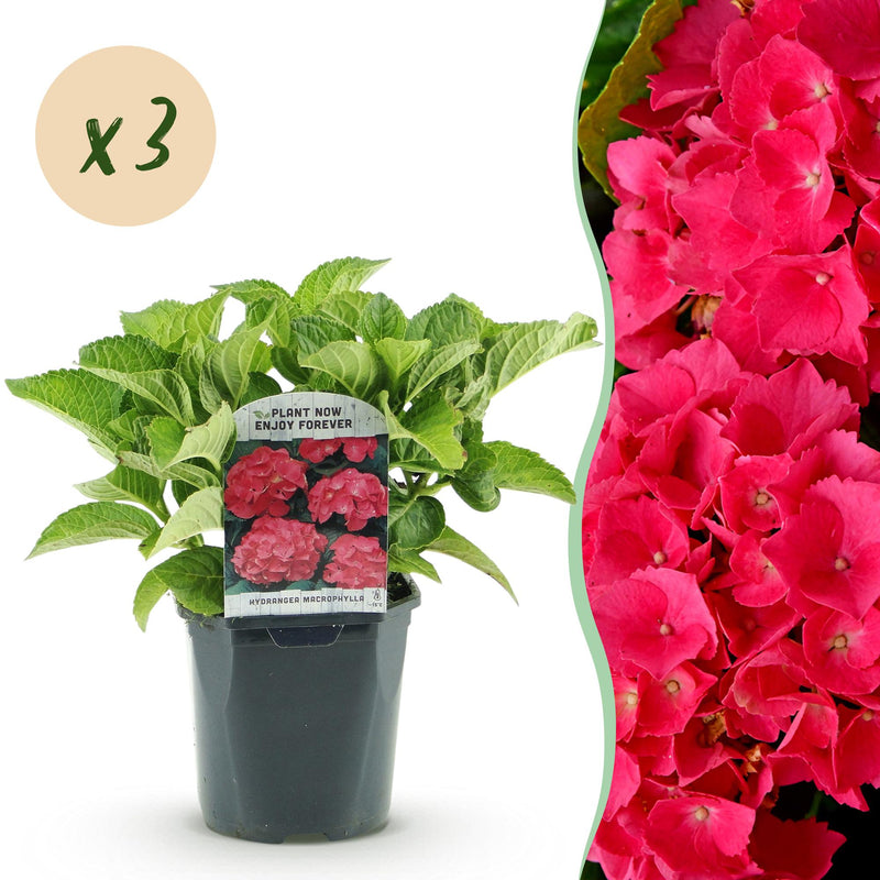 Green boutiQ - Hortensia - Hydrangea macrophylla Red - Red Bloom - 3 Plants - 1 m2 - Deciduous - Easy Care - Pot 17cm Height 30cm