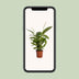 Spathiphyllum Bingo Cupido - Weiße Friedenslilie, Ø19cm, ↕80cm Bild 5