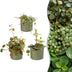 3x Baby Peperomia Mix: Grün, Rot, Tropisch - Ø6cm Bild 1