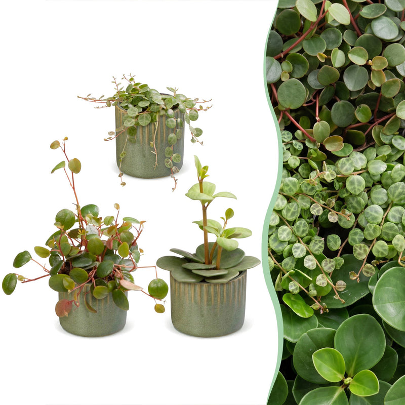 3x Baby Peperomia Mix: Grün, Rot, Tropisch - Ø6cm