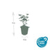 Agastache 'Blue Fortune' Staude – 10-25cm Bild 3