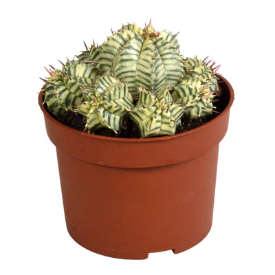 Euphorbia meloformis variegata Ton - 10,5cm - Einzigartige Zimmerpflanze