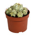 Euphorbia meloformis variegata Ton - 10,5cm - Einzigartige Zimmerpflanze Bild 1