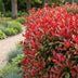 Green boutiQ - 40x Photinia fraseri Red Robin - Glanzmispel - Heckenpflanzen - Immergrün - Rot - Topf 9cm - Höhe 25-35cm Bild 8