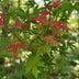 Japanischer Ahorn 'Phoenix' - Acer palmatum, Topf 26cm, 90cm Bild 7