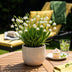 GreenboutiQ - Flower bulbs - Leucojum Aestivum - Bulbs Hardy Perennial - Color White - 20 pieces - Bulb size 8/9 - XXL Pack Bild 4