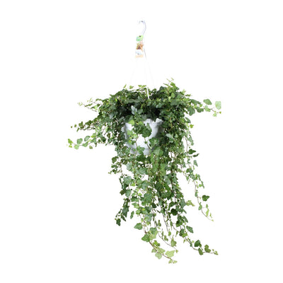 Hedera Wonder Green Efeu, Ø24cm Topf, ↕70cm Höhe