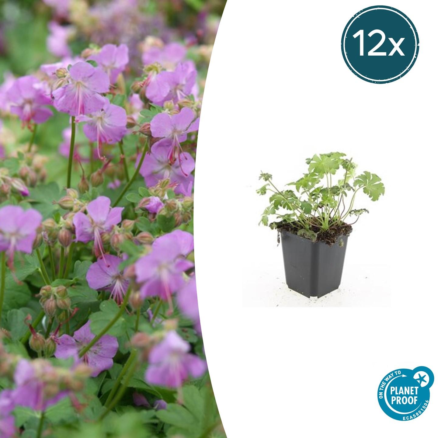 12x Geranium cantabrigiense 'Cambridge' - Bodendecker - 10-25cm