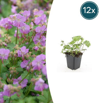 12x Geranium cantabrigiense 'Cambridge' - Bodendecker - 10-25cm