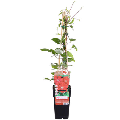 Clematis Hagley Hybrid 'Rouge Cardinal' Ø15cm, ↕65cm