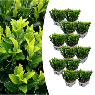 12x Euonymus 'Green Spire' 7cm Topf, 15cm Höhe - Vertikale Gartengestaltung