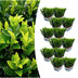 12x Euonymus 'Green Spire' 7cm Topf, 15cm Höhe - Vertikale Gartengestaltung Bild 1