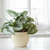 Philodendron Scandens Pictus Trebie Ø12cm - Silberne Flecken, Kletterpflanze Bild 2