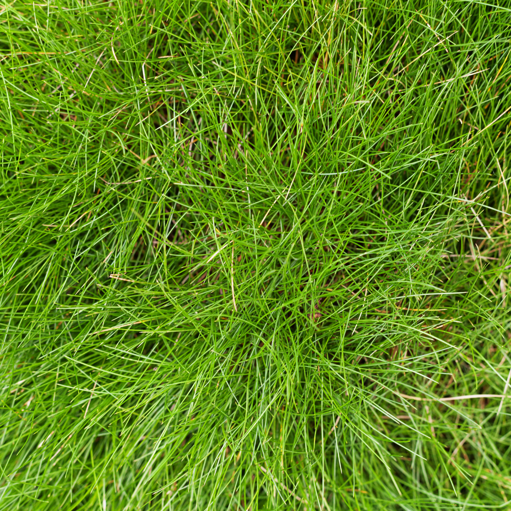 12x Festuca gautieri Ziergras (10-25cm) - Robuste Bodendecker