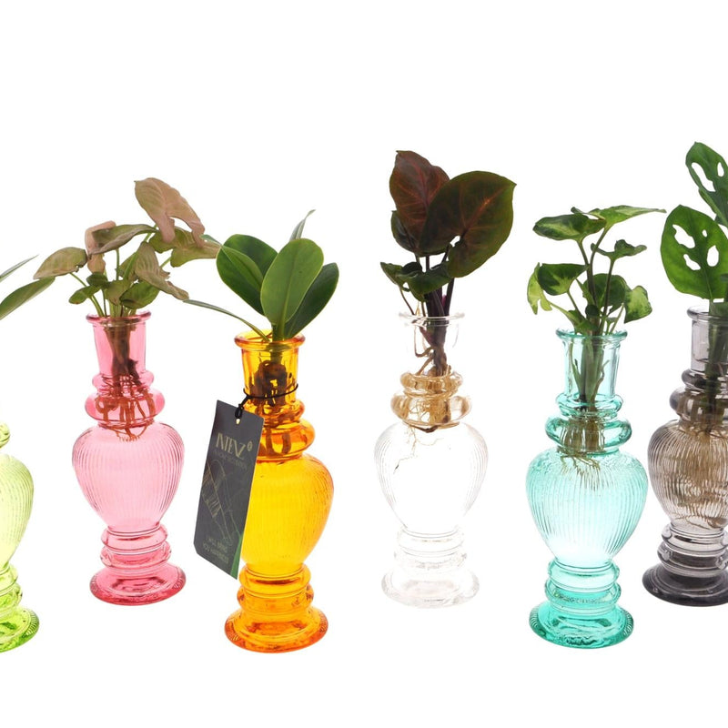 Mix In Venedig Glas Hydrokultur-Pflanzenmischung Ø7cm, ↕20cm