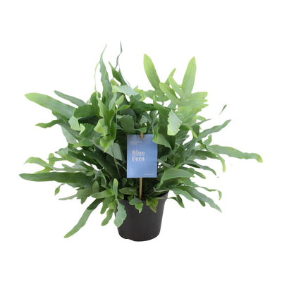Phlebodium Blue Fern: Eleganter Farn im 14cm Topf, 40cm hoch