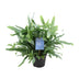 Phlebodium Blue Fern: Eleganter Farn im 14cm Topf, 40cm hoch Bild 1