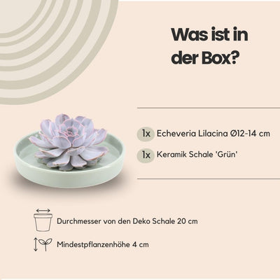 ROOTLESS Echeveria Lilacina Deko-Schale Grün Ø20cm - Wurzellose Sukkulente