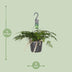 Davallia Bullata (Hare's Foot Fern) – Ø17cm, ↕30cm – Unique Indoor Fern Bild 2