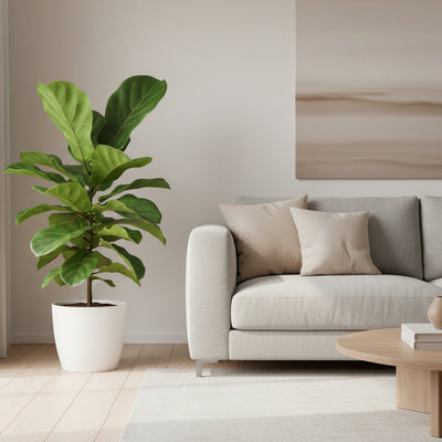 Ficus Bengalensis (Banyanbaum) Ø12cm - ↕25cm