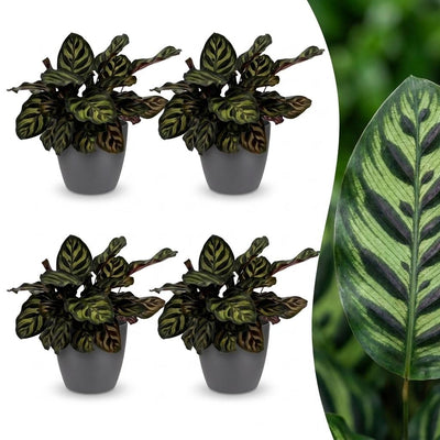 Green boutiQ - Calathea Makoyana - Pfauenpflanze - 4 Pflanzen - mit Potter Grijs - Topf 12cm - Höhe - 25cm