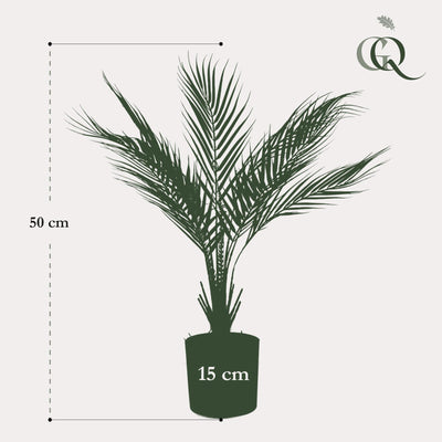 Kunstpalme Chamaedorea Elegans Bergpalme 50cm