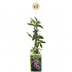 2x Passiflora Victoria - Kletterpflanze - Ø9cm - ↕35cm Bild 2
