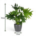 Philodendron Lickety Split Zimmerpflanze mit grauem Topf (70cm) Bild 3