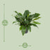 Anthurium Jungle Bush – Ø30cm – ↕70cm Bild 2