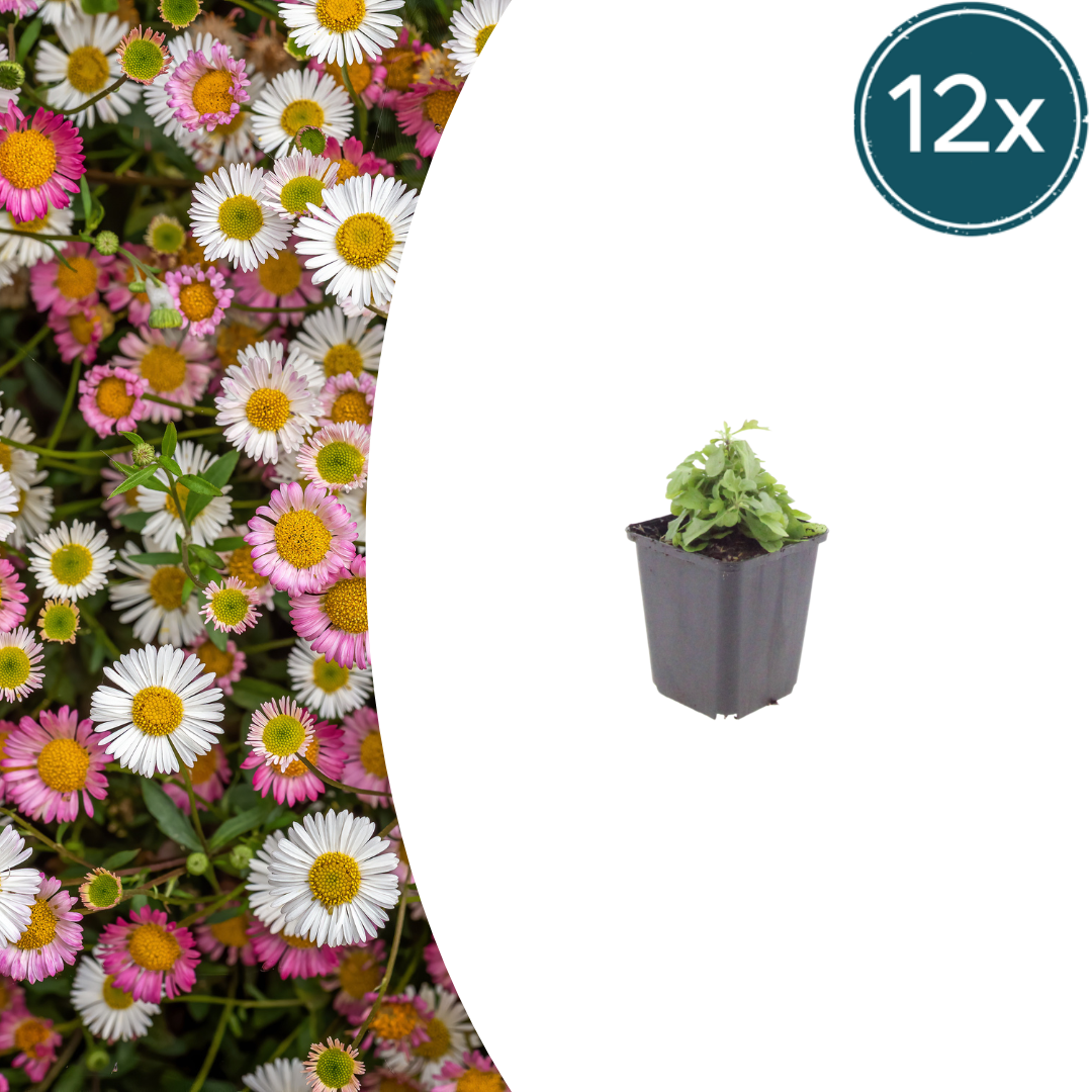 12x Karvinskis Gänseblümchen (Erigeron karvinskianus) 10-25cm