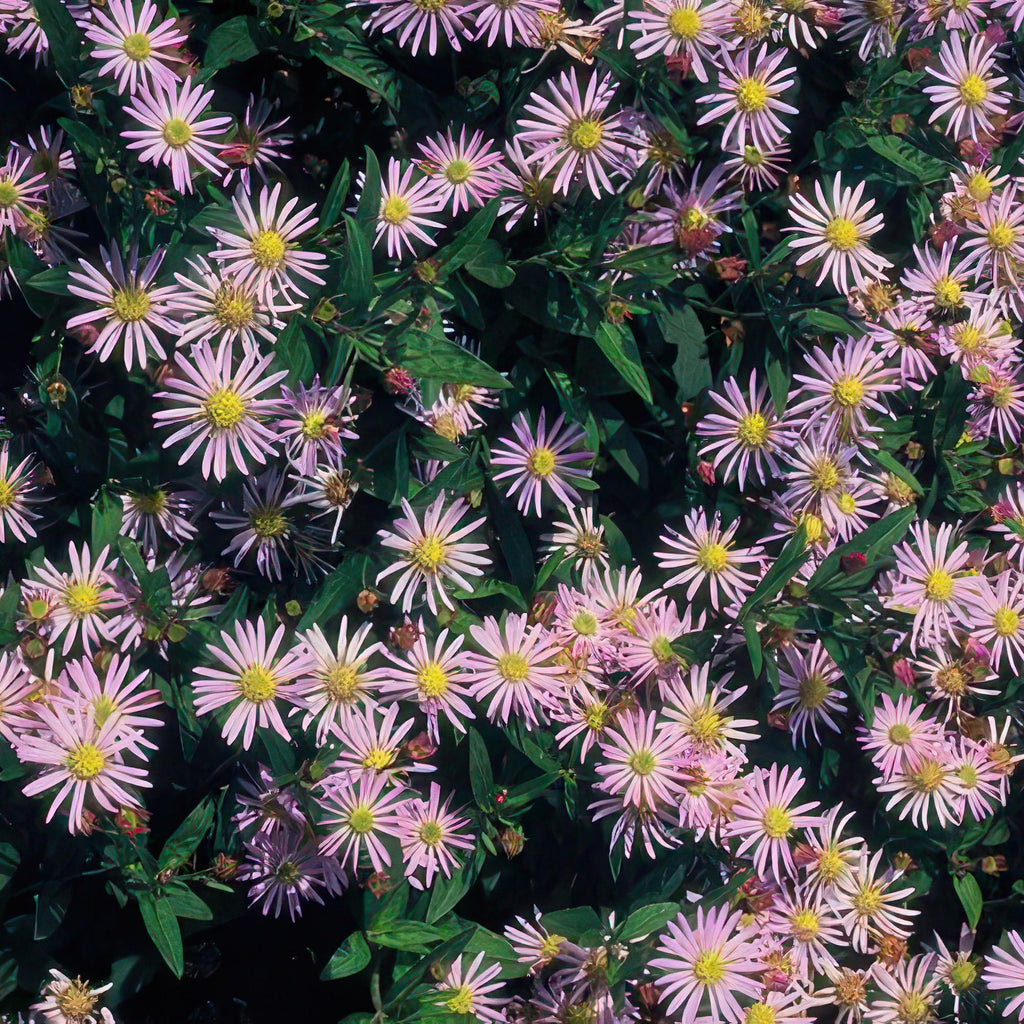 Aster ageratoides 'Asran' - 12x, 10-25cm, Ø9cm