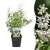 GreenboutiQ - Shrubs - Deutzia Gracilis - White Flower - 1 Plant - Deciduous - Low Maintenance - Pot 17cm Height 45cm Bild 1