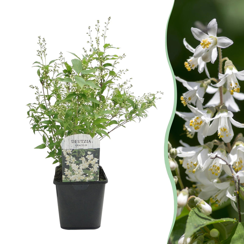 GreenboutiQ - Shrubs - Deutzia Gracilis - White Flower - 1 Plant - Deciduous - Low Maintenance - Pot 17cm Height 45cm