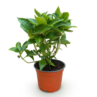 Green boutiQ - Gartenpflanze - Hydrangea macrophylla Rot - Hortensie - Winterhart - Rot - 1 Pflanze - Topf 12cm - Höhe 20-30cm