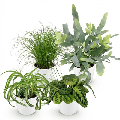 Green BoutiQ Pflanzenmix: Chlorophytum, Cyperus, Phlebodium, Maranta
