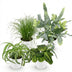 Green BoutiQ Pflanzenmix: Chlorophytum, Cyperus, Phlebodium, Maranta Bild 2