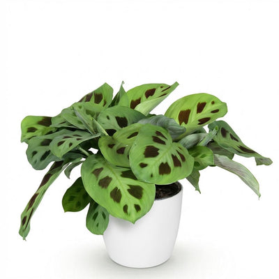 Maranta Fascinator Kerchoveana Zebrapflanze, Topf 12cm, Höhe 25cm