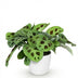 Maranta Fascinator Kerchoveana Zebra Plant, 12cm Pot, 25cm Height Bild 2